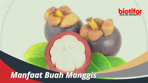 Manfaat Buah Manggis Untuk Kesehatan Kita