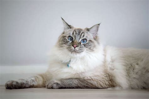 Lynx Point Ragdoll Cat: Info, Facts, Traits & More (With Pictures)