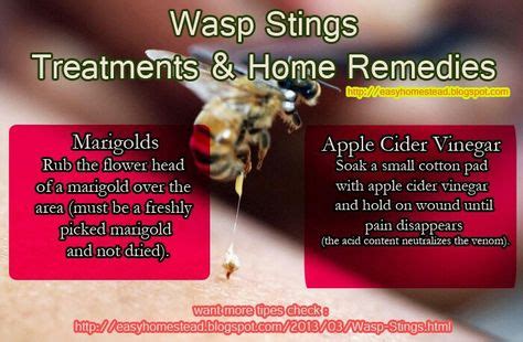 Wasp Stings | Homeopathic | Remedies, Natural remedies for sunburn ...