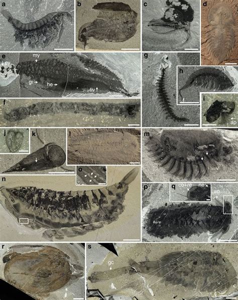 Canada New Cambrian Explosion | Answers in Genesis