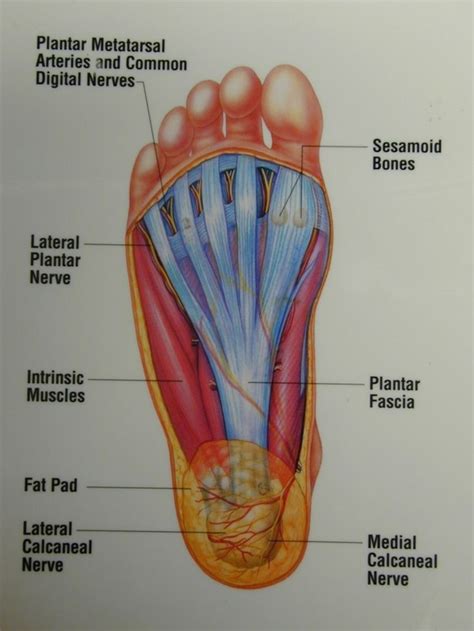 Anatomy Of The Foot Bottom Anatomy Of The Bottom Of The Foot Human ...