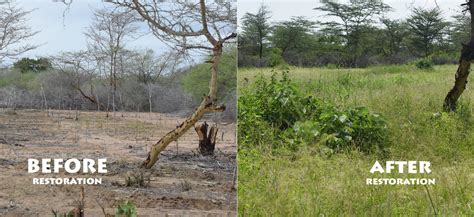 Restoration Resource Center Hirola Restoration Project, Kenya