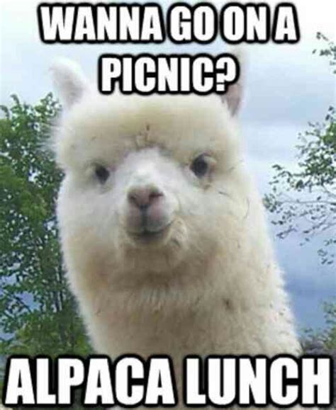 21 Funny Llama Memes If You Don't Need No Drama