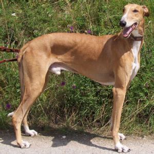 Polish Greyhound Facts - Wisdom Panel™ Dog Breeds