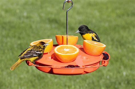 Classic Oriole Feeder – Birders Bird Supply & Gift Store