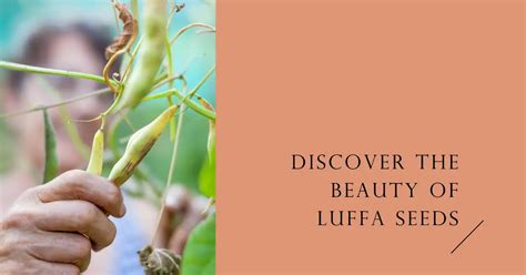 Luffa Seeds : A Complete Guide | Psyspeaks