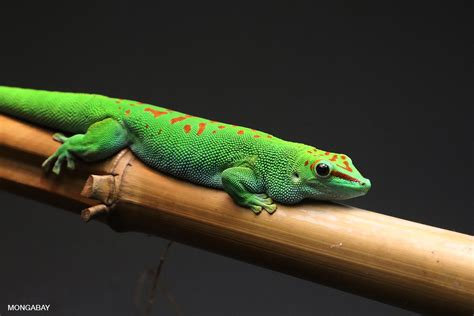 MADAGASCAR LIZARDS for Kids