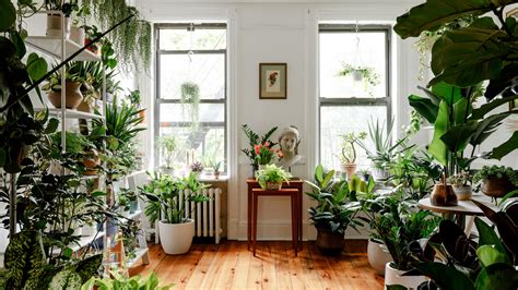 Indoor Plants Liven Up These 6 Homes | Architectural Digest ...