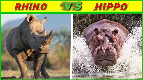 Rhino vs Hippo which is stronger?/rhino vs hippo who will win?/A.K ...