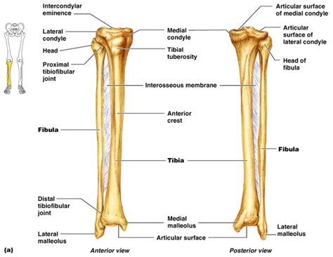 The fibula | Anatomy of the fibula - Anatomy-Medicine.COM