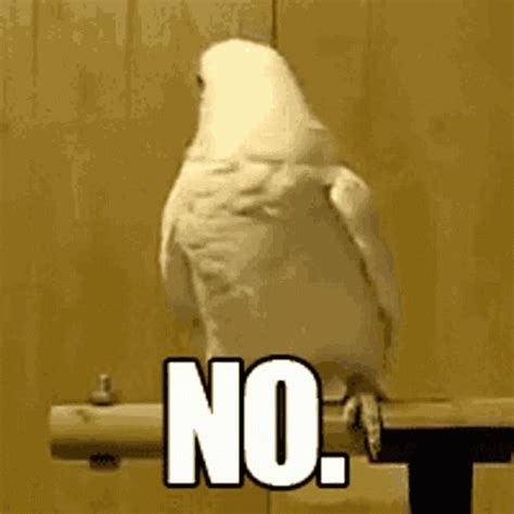 White Bird Saying Nooo GIF | GIFDB.com