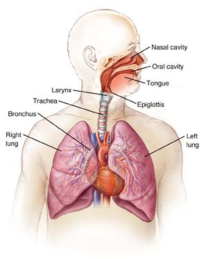 Anatomy Of The Lungs And Respiratory System