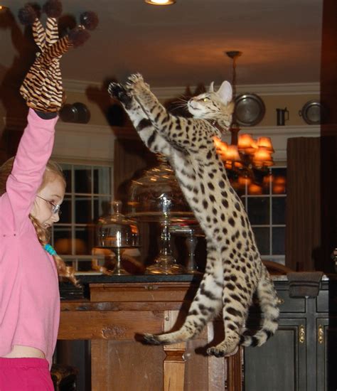 savannah cats - F1Kitten | Select Exotics - Savannah Cats