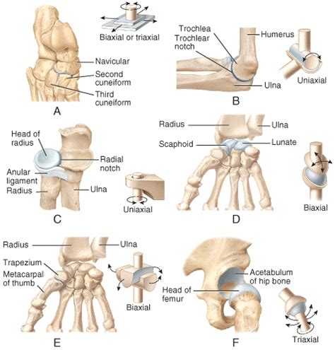 Condyloid Joint Diagram - Wiring Diagram Pictures