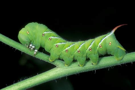 Shining light on the tomato hornworm - The Washington Post