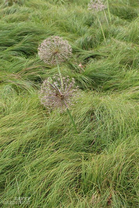 Growing Pennsylvania Sedge: A No-Fuss, Reliable Native Plant