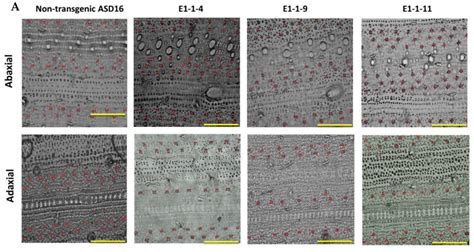 CIMB | Free Full-Text | Altering Stomatal Density for Manipulating ...