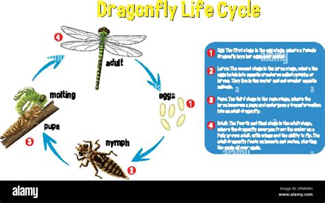 Dragonfly Life Cycle Infographic illustration Stock Vector Image & Art ...