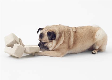 Minimalist Dog Accessories — Shoebox Dwelling | Finding comfort, style ...