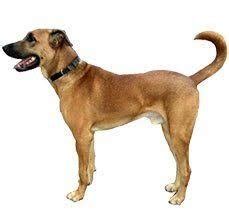 Kombai Dog Price in India in 2023 | lifespan, Weight, Temperament