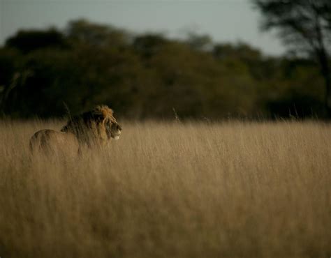 Cecil the lion at Hwange National Park in Zimbabwe | Cecil the lion ...