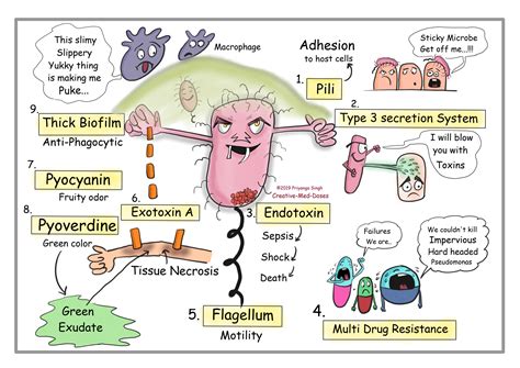 Pseudomonas aeruginosa: Nosocomial terrorist - Creative Med Doses