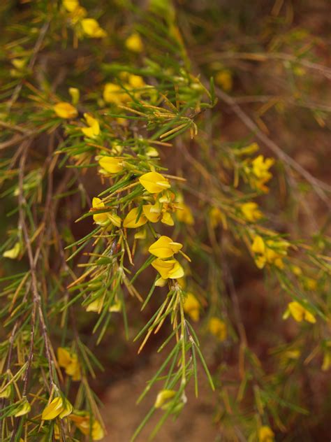 Rooibos plant | Plants, Cool plants, Planting herbs