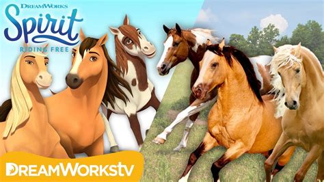 All About Horses | SPIRIT COMES TO LIFE - YouTube