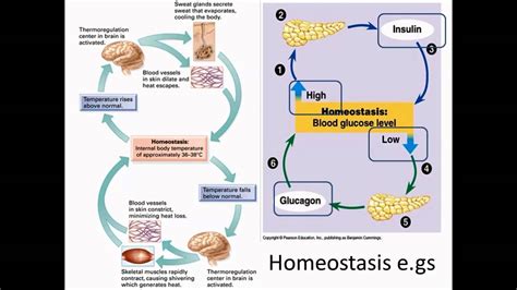 Homeostasis examples - YouTube