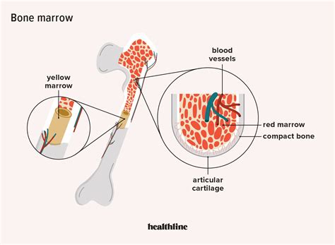 Function of Bone Marrow: What Is It and What Does It Do?