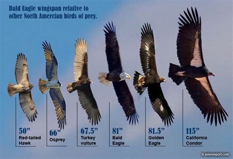 The Bald Eagle Wingspan: How does it compare to other Birds of Prey ...