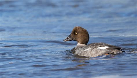 Goldeneye Duck Facts | Bucephala Clangula