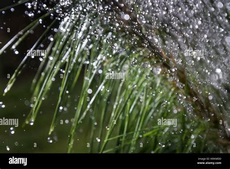 Rainy day in forest Stock Photo - Alamy