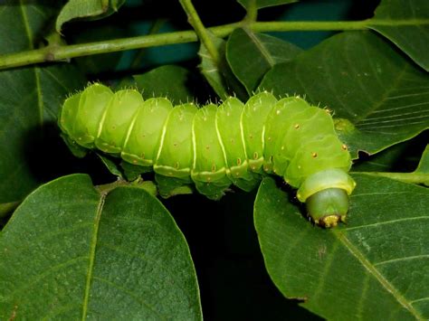 Silkmoths and more: Actias luna