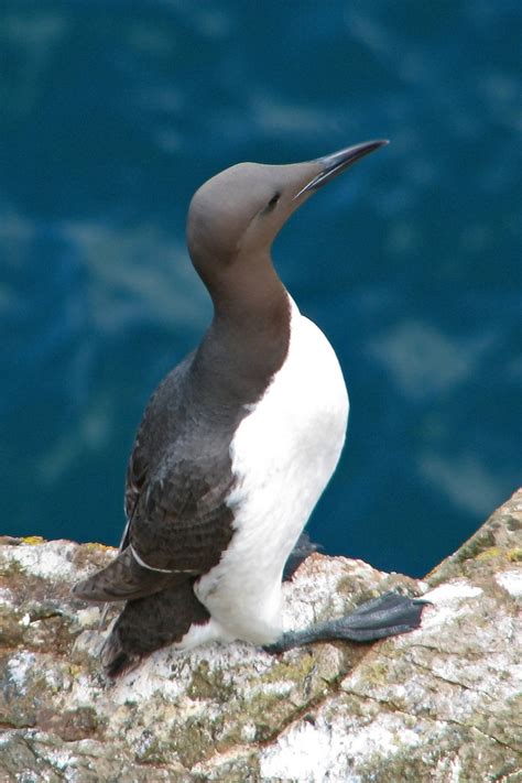 Common Murre (Birds of Massachusetts) · iNaturalist