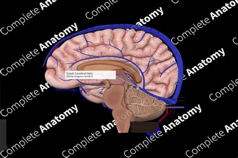 Great Cerebral Vein | Complete Anatomy