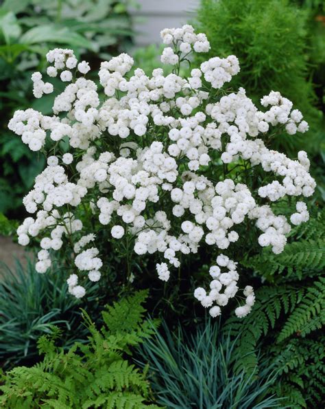 identification - What are these trailing plants with white flowers ...