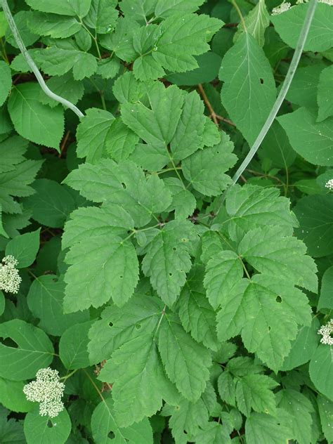 Black cohosh | Identify that Plant