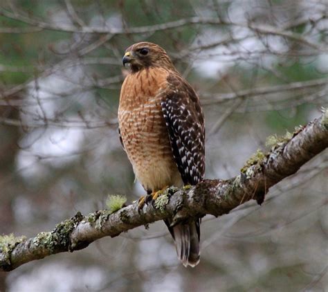 5 Hawk Identification Tips Birders Need to Know About