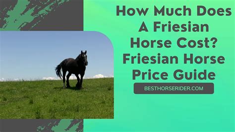 How Much Does A Friesian Horse Cost? — Friesian Horse Price Guide - YouTube