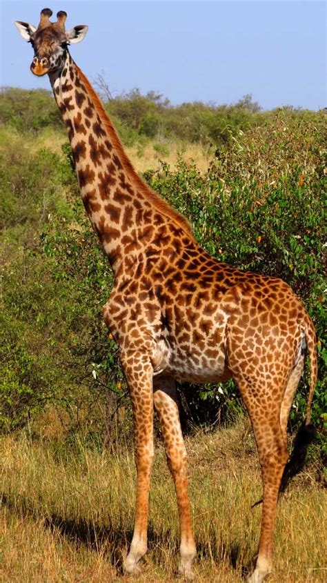 DNA Study Confirms There Are Four Giraffe Species | Sci.News