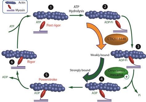 Nanometer Scale Temperature Measurements Of Myosin ATPase Activity