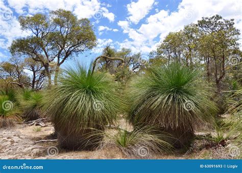 Yakka Trees: Australian Bushland Royalty-Free Stock Photo ...