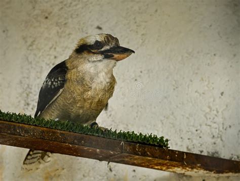 Dacelo Novaeguineae or Common Kookaburra, is a Species of Coraciform ...