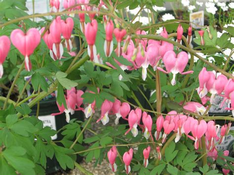 A. J. Rahn Greenhouses: Dicentra spectabilis