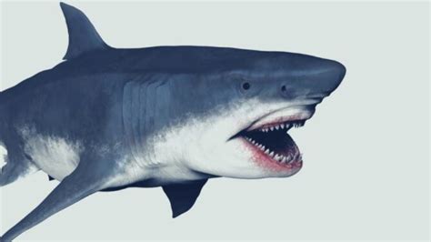 How Did Megalodon Go Extinct? What Killed The Megalodon?