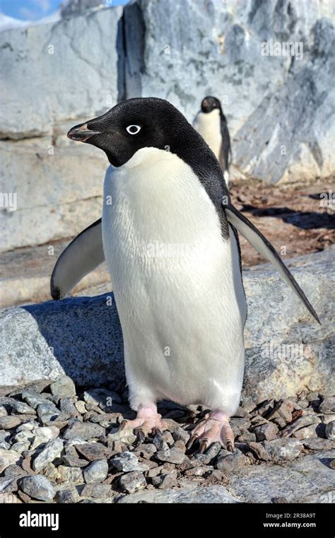 Adélie penguin breeding colony in Antarctica Stock Photo - Alamy