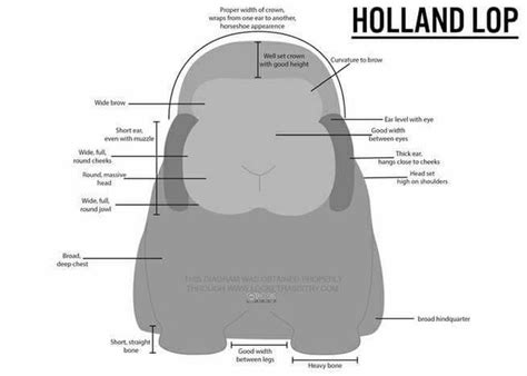 Holland Lop's