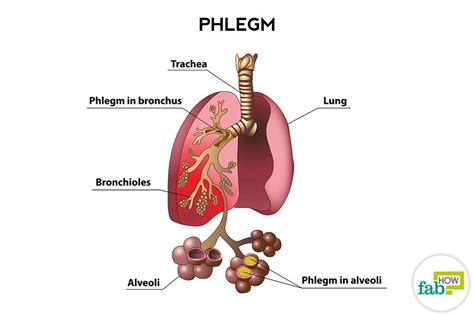 How to Get Rid of Phlegm and Mucus in Chest & Throat (Instant Result)