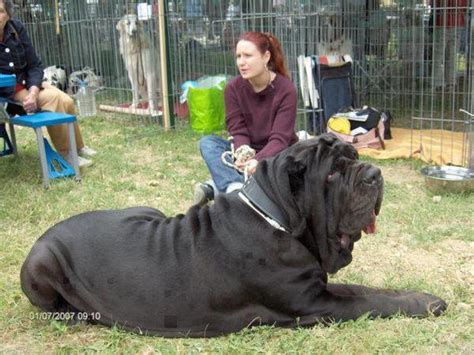 Mastiffs - The Gentle Giants of the Dog World